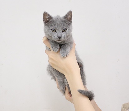 神奈川県のシャルトリュー (かねだい伊勢原店/2025年3月8日生まれ/女の子/ブルー)の子猫