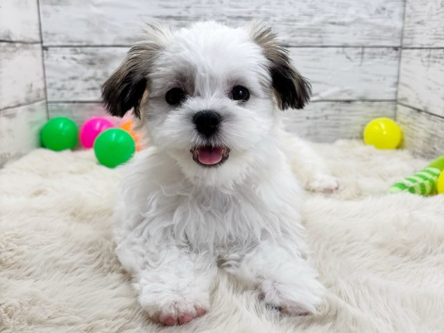 新潟県のハーフ犬・ミックス犬 (かねだいペットトライアル魚沼/2025年1月19日生まれ/男の子/ホワイトブラウン)の子犬