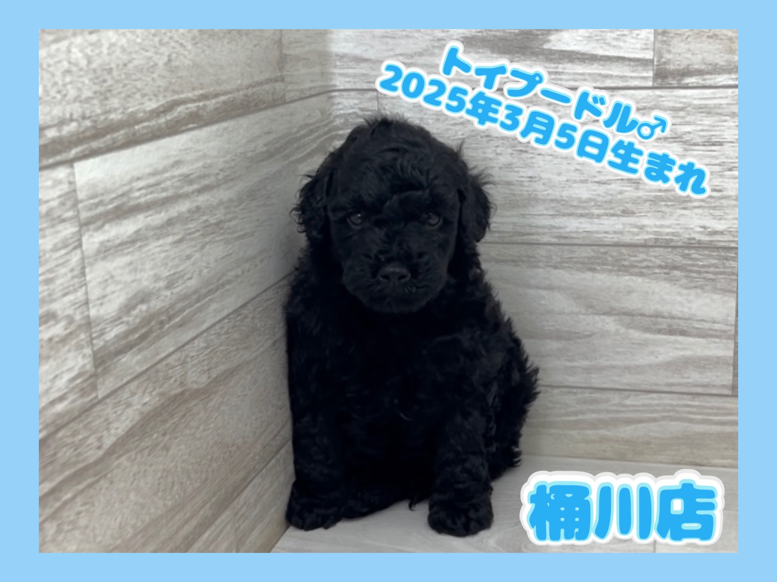 埼玉県のトイプードル(トイ) (かねだい桶川店/2025年3月5日生まれ/男の子/ブラック)の子犬