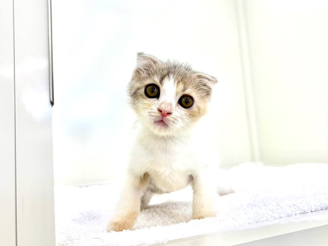 ねこねここ しずり🍧 C106(日)東4 メ-01a on X: 