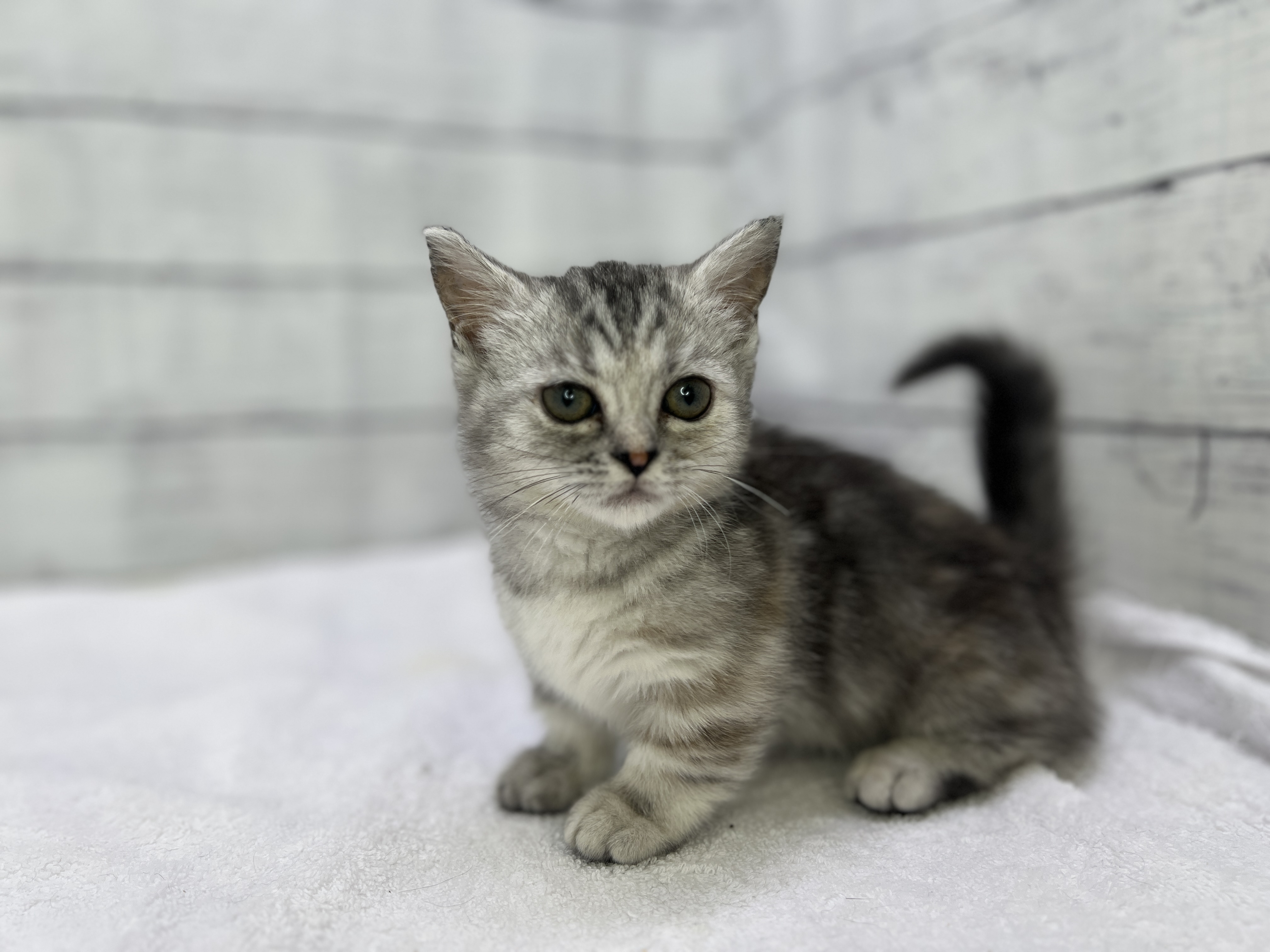 千葉県のマンチカン (かねだい千葉店/2025年3月1日生まれ/女の子/シルバーパッチドタビー)の子猫