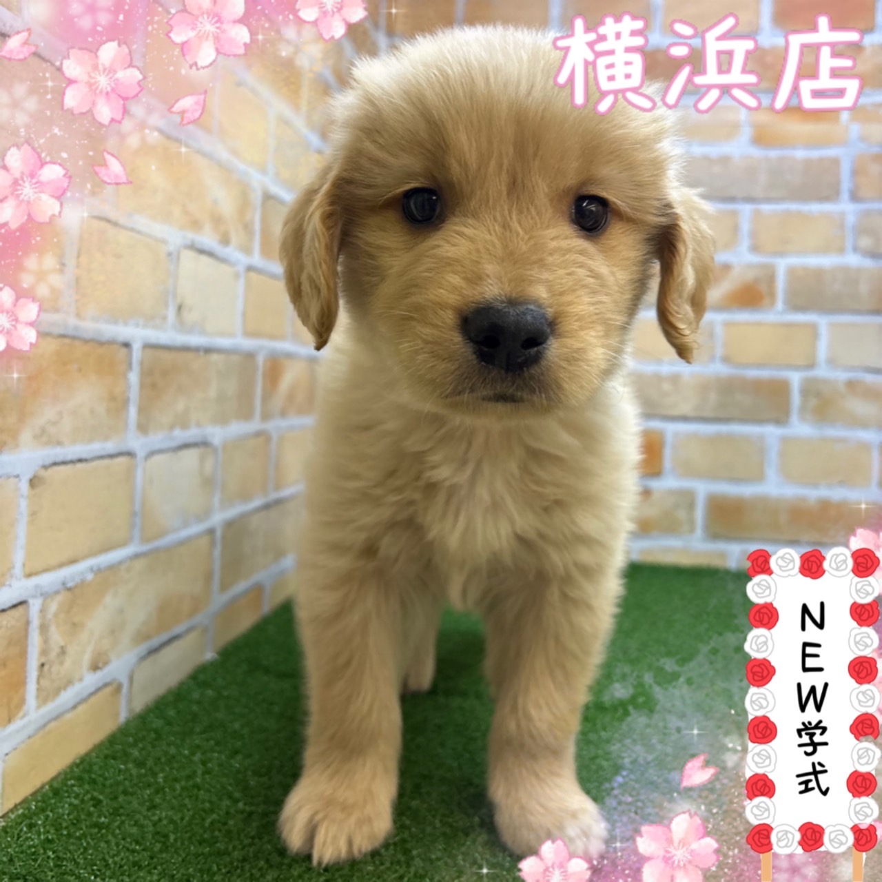 神奈川県のゴールデンレトリバー (かねだい横浜店/2025年3月5日生まれ/男の子/ゴールド)の子犬