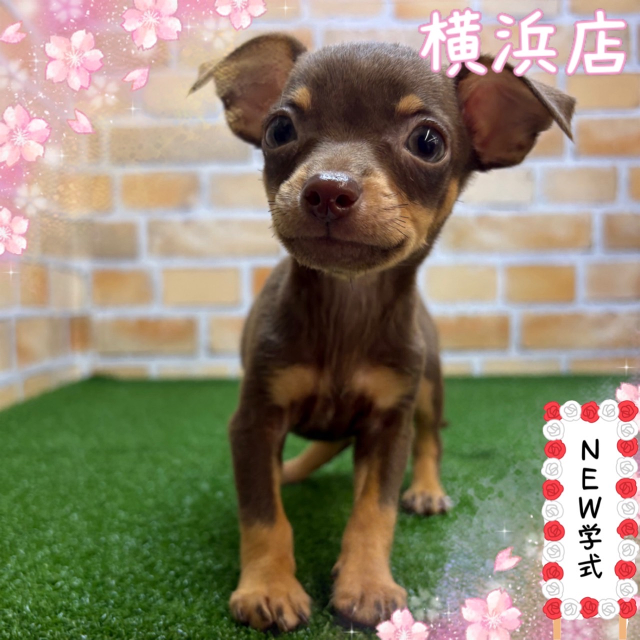 神奈川県のチワピン(チワワ×ミニチュアピンシャー) (かねだい横浜店/2025年3月1日生まれ/男の子/チョコレートタン)の子犬