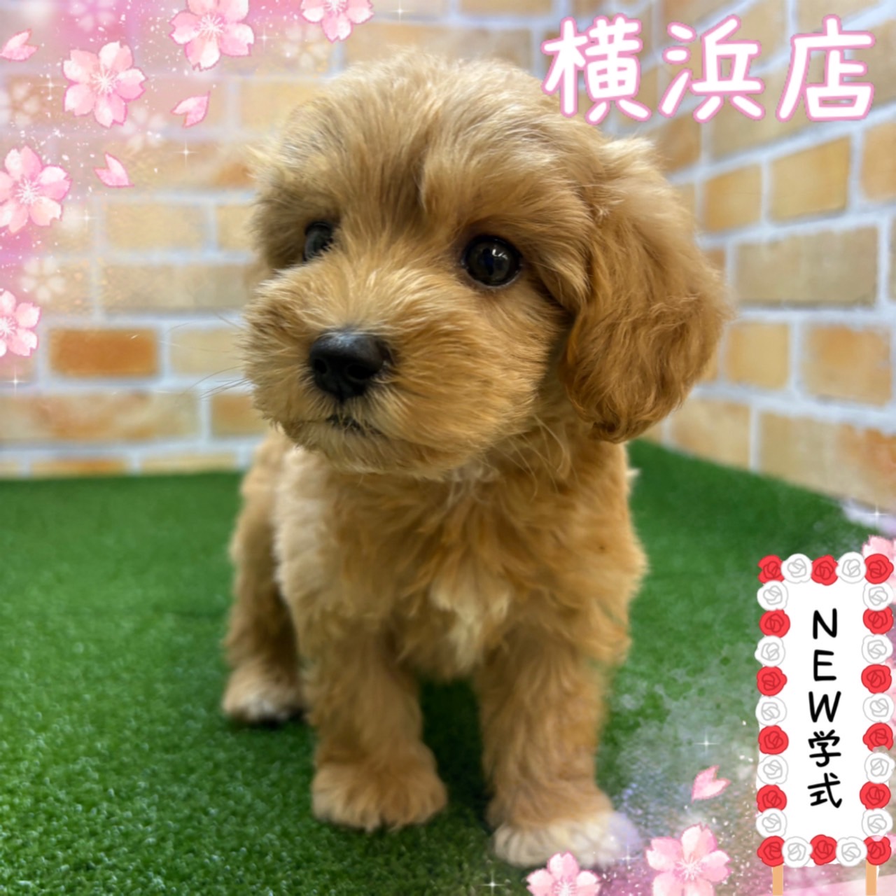 神奈川県のマルプー(マルチーズ×プードル) (かねだい横浜店/2025年3月1日生まれ/女の子/アプリコット)の子犬