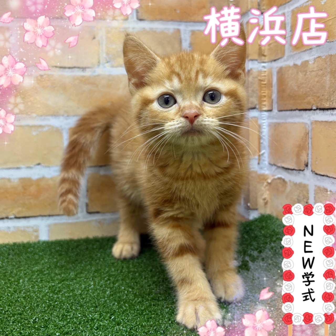 神奈川県のアメリカンショートヘアー (かねだい横浜店/2025年3月8日生まれ/男の子/レッドタビー)の子猫