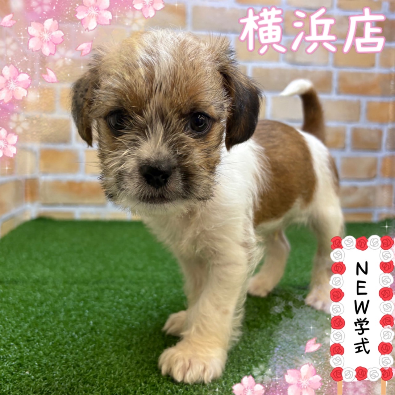 神奈川県のハーフ犬・ミックス犬 (かねだい横浜店/2025年3月8日生まれ/男の子/ホワイトゴールド)の子犬