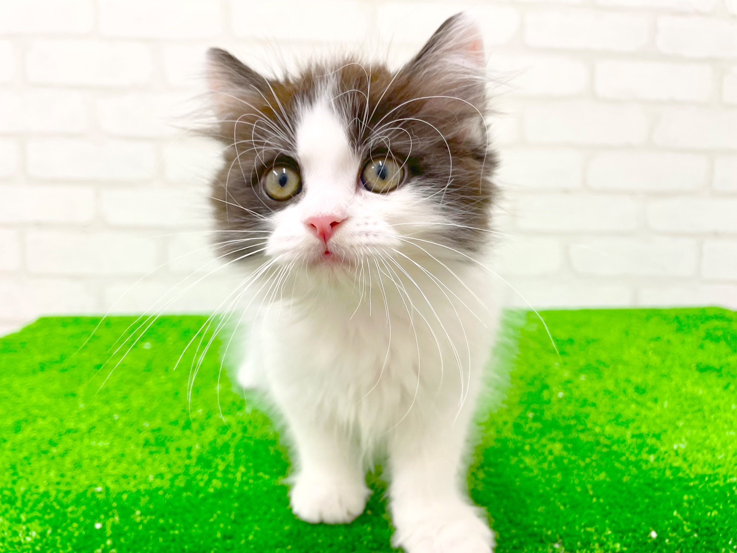 東京都のマンチカン (かねだい立川店/2025年2月28日生まれ/男の子/ブラックホワイト)の子猫