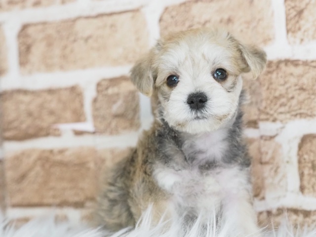埼玉県のマルシュナ (かねだい戸田店/2025年3月16日生まれ/男の子/フォーン)の子犬