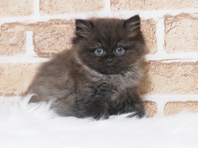 埼玉県のペルシャ (かねだい戸田店/2025年3月14日生まれ/男の子/ブラック)の子猫