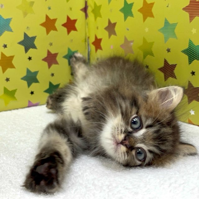 東京都のハーフ猫・ミックス猫 (かねだい足立店/2025年3月14日生まれ/男の子/ブラウンタビー)の子猫