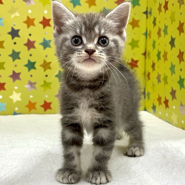 東京都のハーフ猫・ミックス猫 (かねだい足立店/2025年3月12日生まれ/女の子/ブルータビー)の子猫
