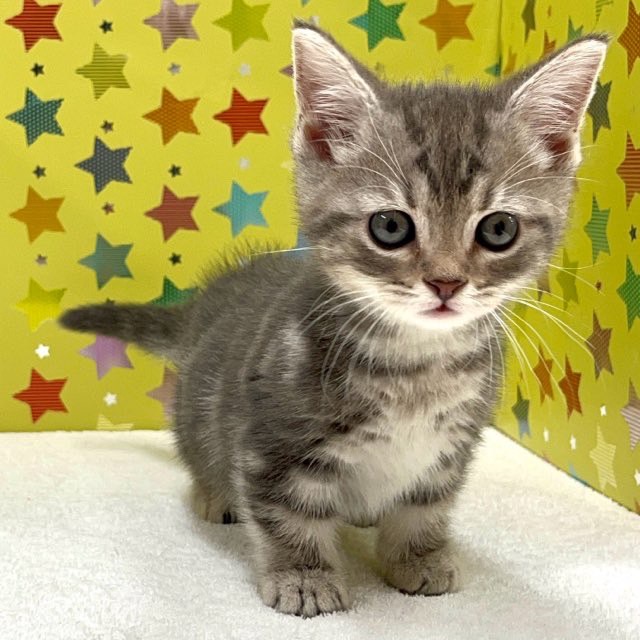 東京都のマンチカン (かねだい足立店/2025年3月15日生まれ/男の子/シルバータビー)の子猫