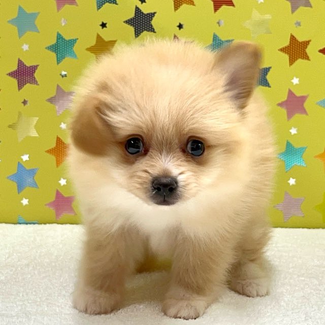 東京都のハーフ犬・ミックス犬 (かねだい足立店/2025年3月15日生まれ/男の子/クリーム)の子犬