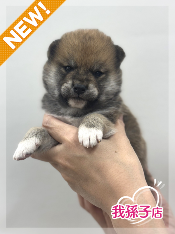 千葉県の柴犬(標準サイズ) (かねだい我孫子店/2025年3月14日生まれ/男の子/赤)の子犬
