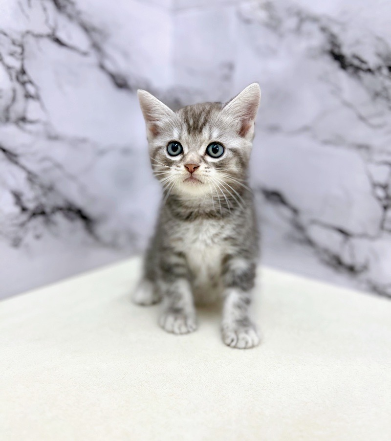 神奈川県のハーフ猫・ミックス猫 (かねだい東戸塚店/2025年3月12日生まれ/男の子/ブルータビー)の子猫