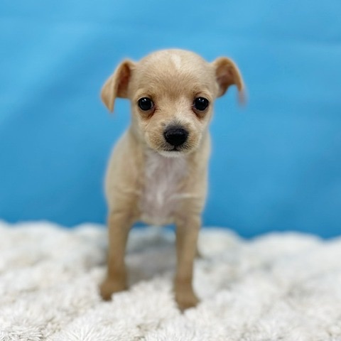 image-pet-17860-20230217141819