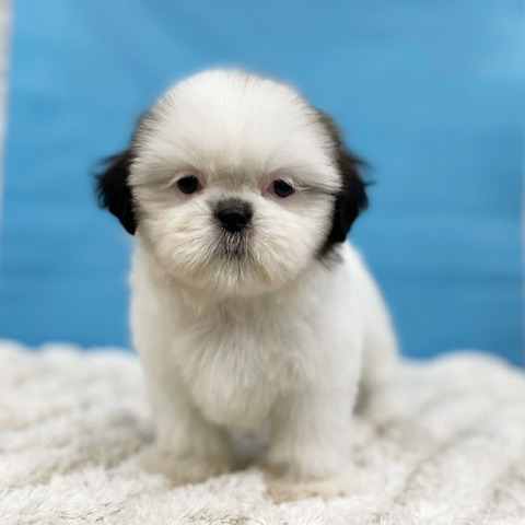 千葉県のシーズー (かねだい四街道店/2025年3月9日生まれ/女の子/ゴールドホワイト)の子犬