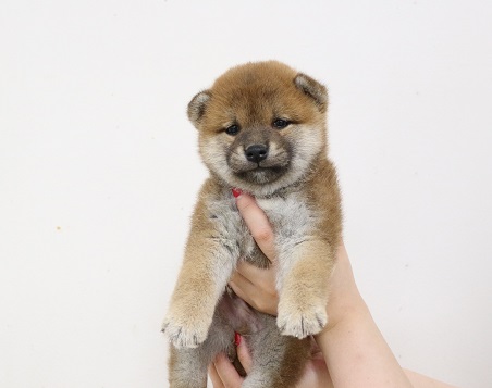 神奈川県の柴犬(標準サイズ) (かねだい伊勢原店/2025年3月15日生まれ/男の子/赤)の子犬