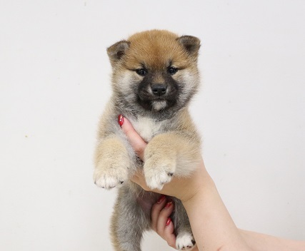 神奈川県の柴犬(標準サイズ) (かねだい伊勢原店/2025年3月14日生まれ/女の子/赤)の子犬
