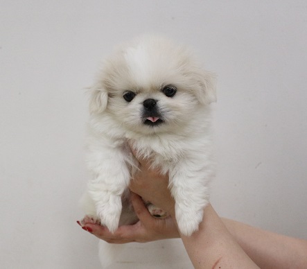 神奈川県のペキニーズ (かねだい伊勢原店/2025年3月15日生まれ/男の子/ホワイト)の子犬
