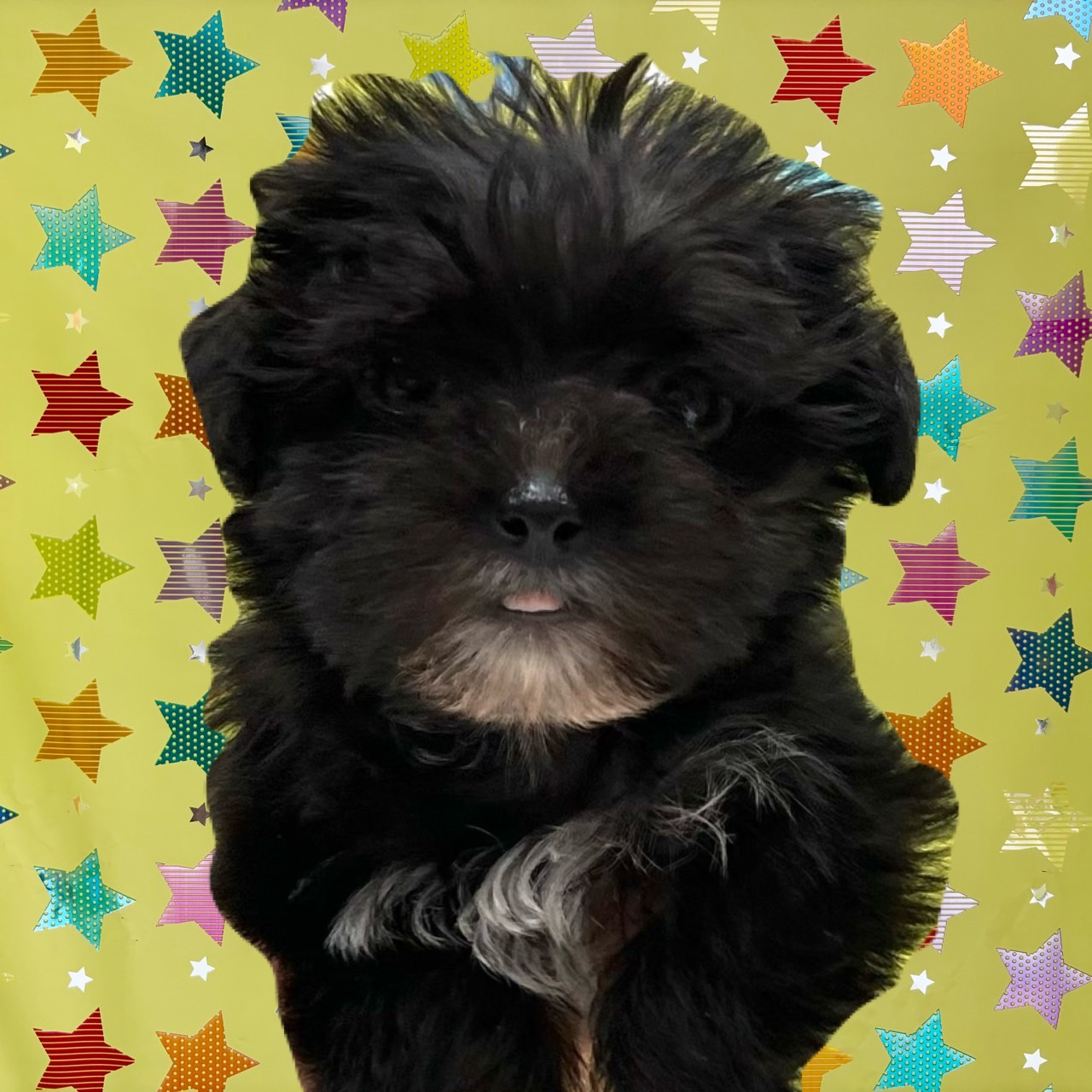 東京都のハーフ犬・ミックス犬 (かねだい足立店/2025年3月3日生まれ/女の子/ブラック)の子犬
