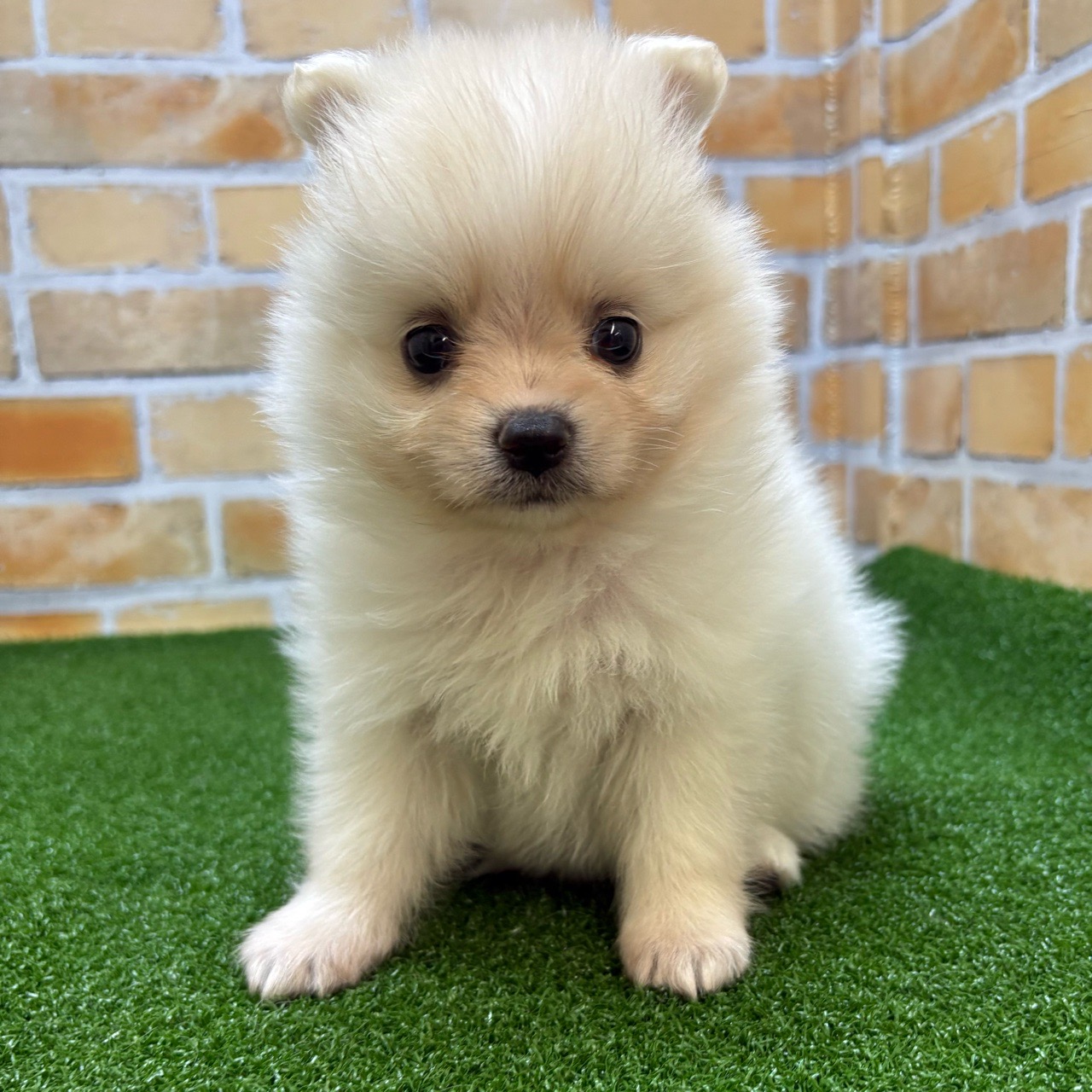 神奈川県のポメラニアン (かねだい横浜店/2025年3月15日生まれ/男の子/クリーム)の子犬