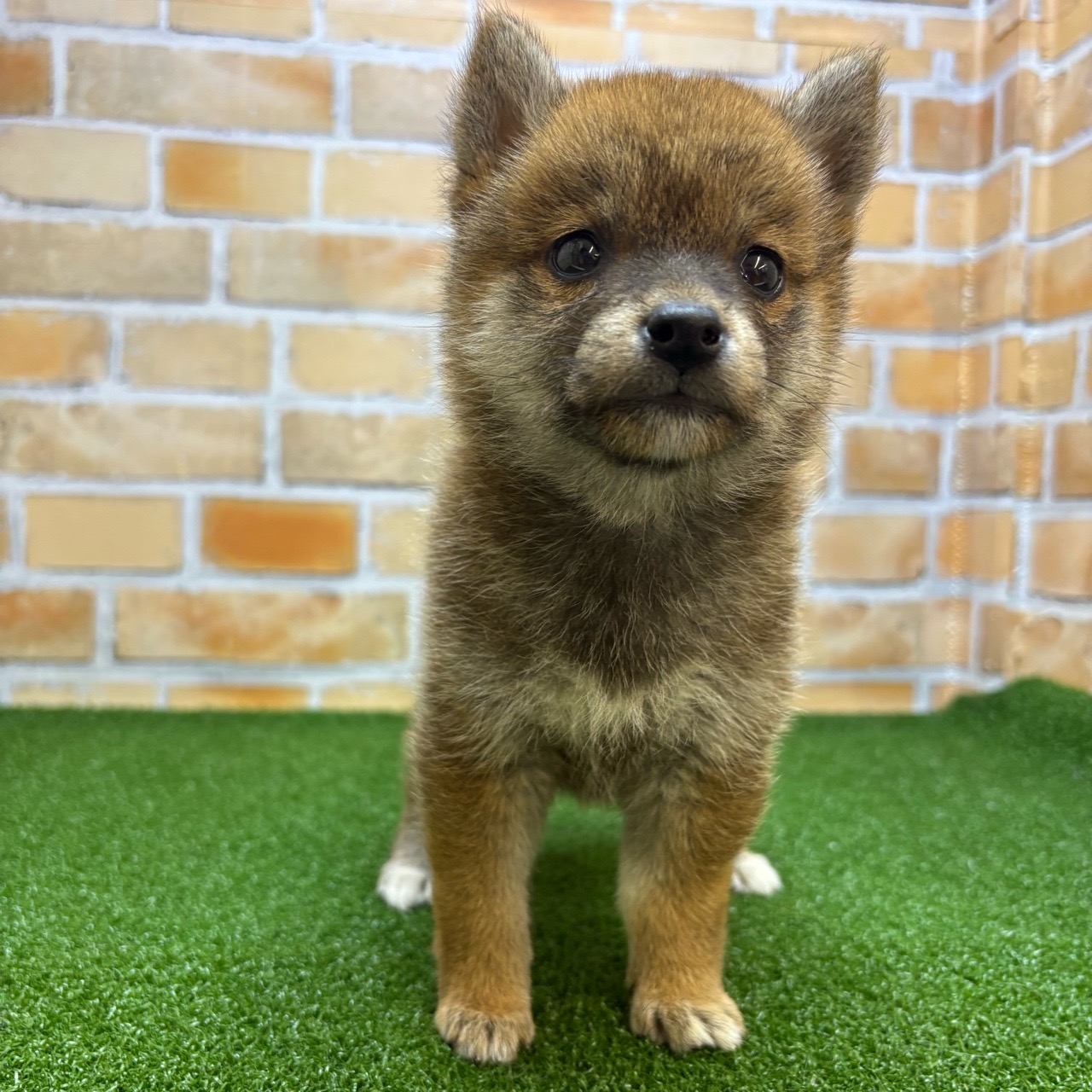 神奈川県の柴犬(標準サイズ) (かねだい横浜店/2025年3月15日生まれ/女の子/赤)の子犬