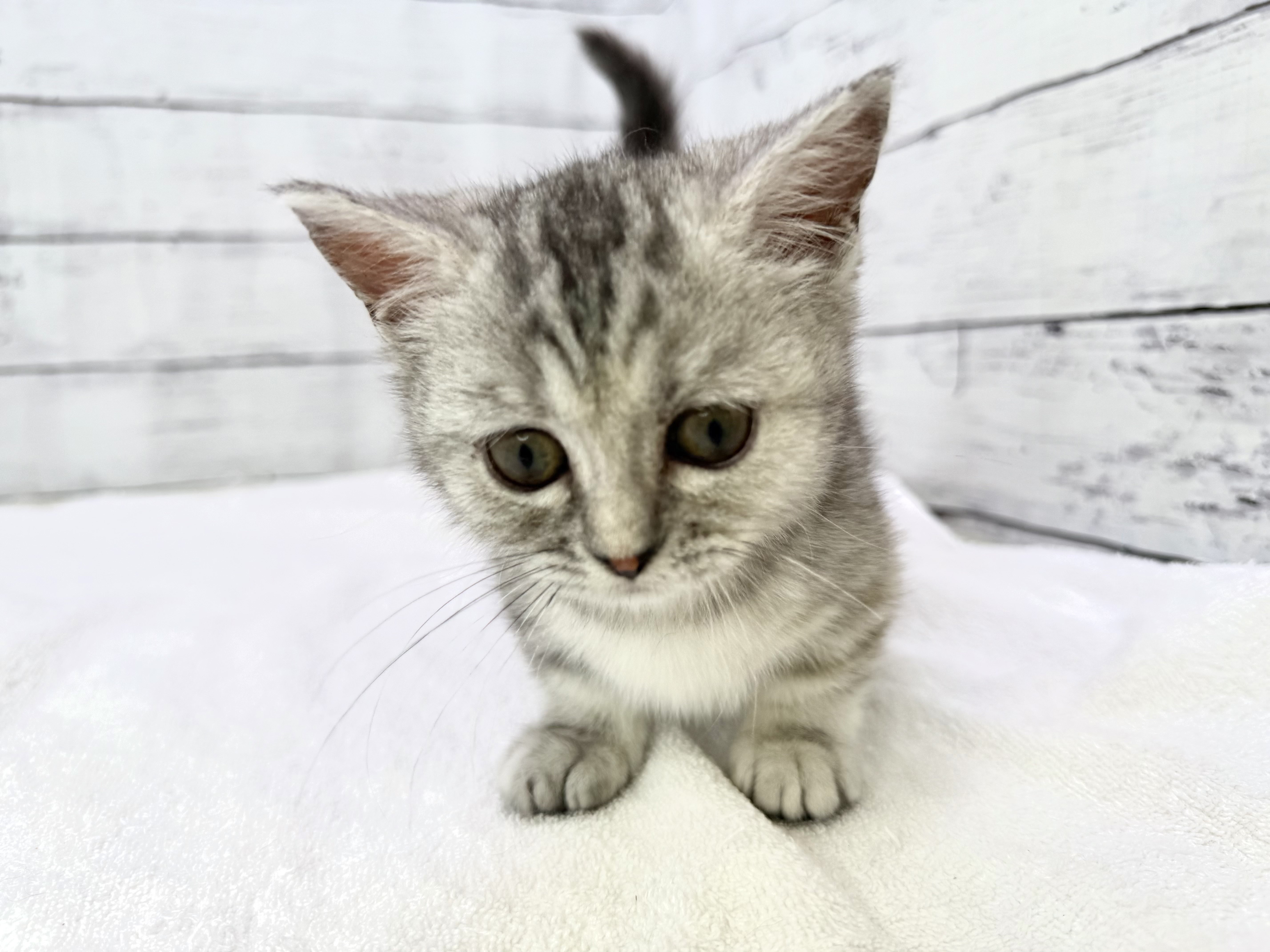 千葉県のマンチカン (かねだい千葉店/2025年3月1日生まれ/女の子/シルバーパッチドタビー)の子猫