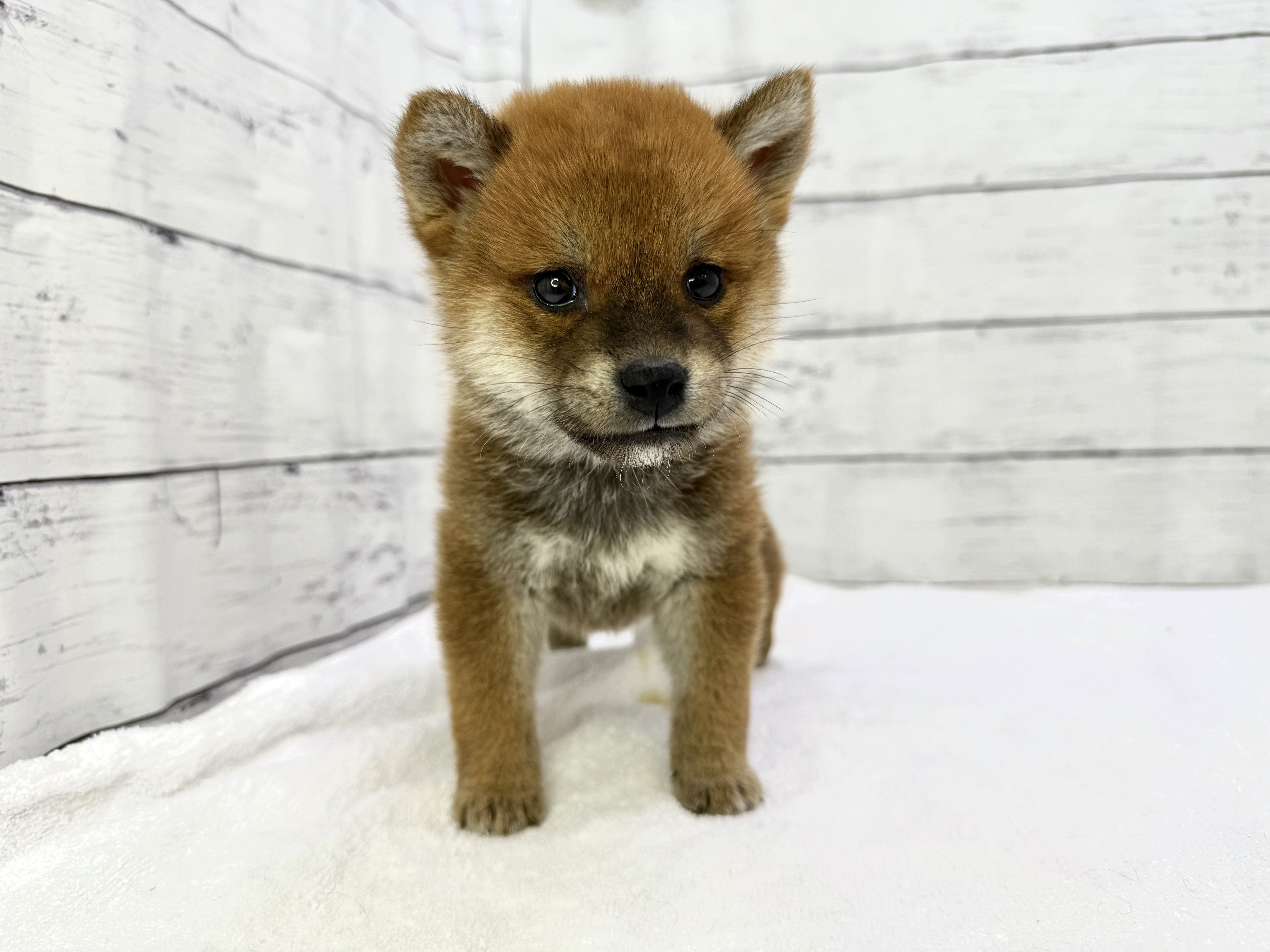 千葉県の柴犬(標準サイズ) (かねだい千葉店/2025年3月15日生まれ/男の子/赤)の子犬
