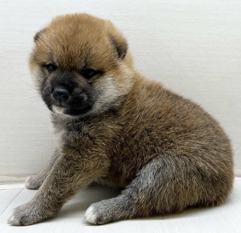 千葉県の柴犬(標準サイズ) (かねだい八千代店/2025年3月14日生まれ/女の子/赤)の子犬