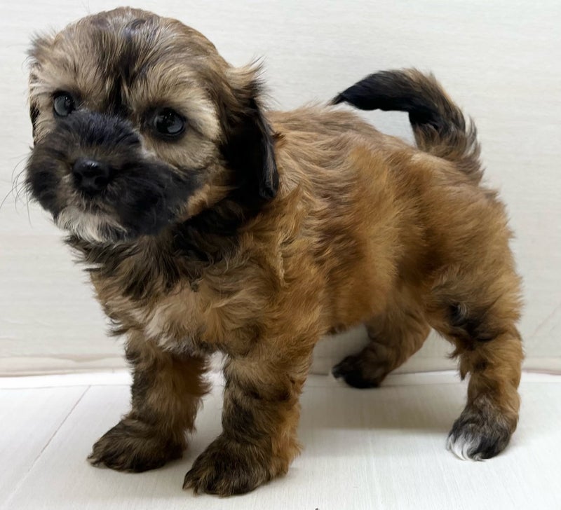 千葉県のハーフ犬・ミックス犬 (かねだい八千代店/2025年3月14日生まれ/女の子/ブラウン)の子犬