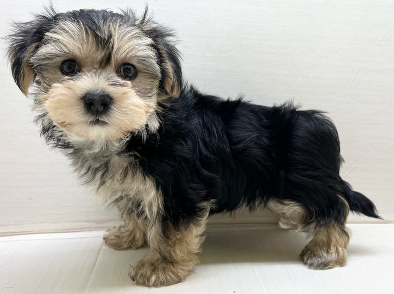 千葉県のハーフ犬・ミックス犬 (かねだい八千代店/2025年3月14日生まれ/男の子/その他色)の子犬