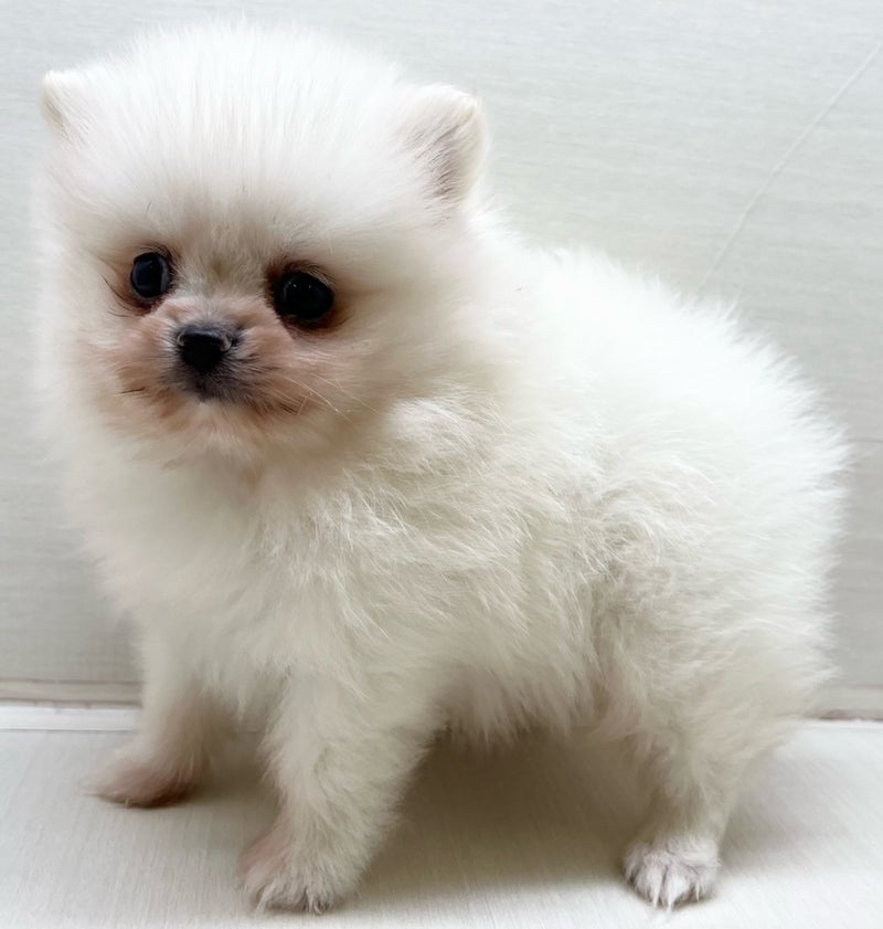 千葉県のハーフ犬・ミックス犬 (かねだい八千代店/2025年3月12日生まれ/男の子/ホワイト)の子犬