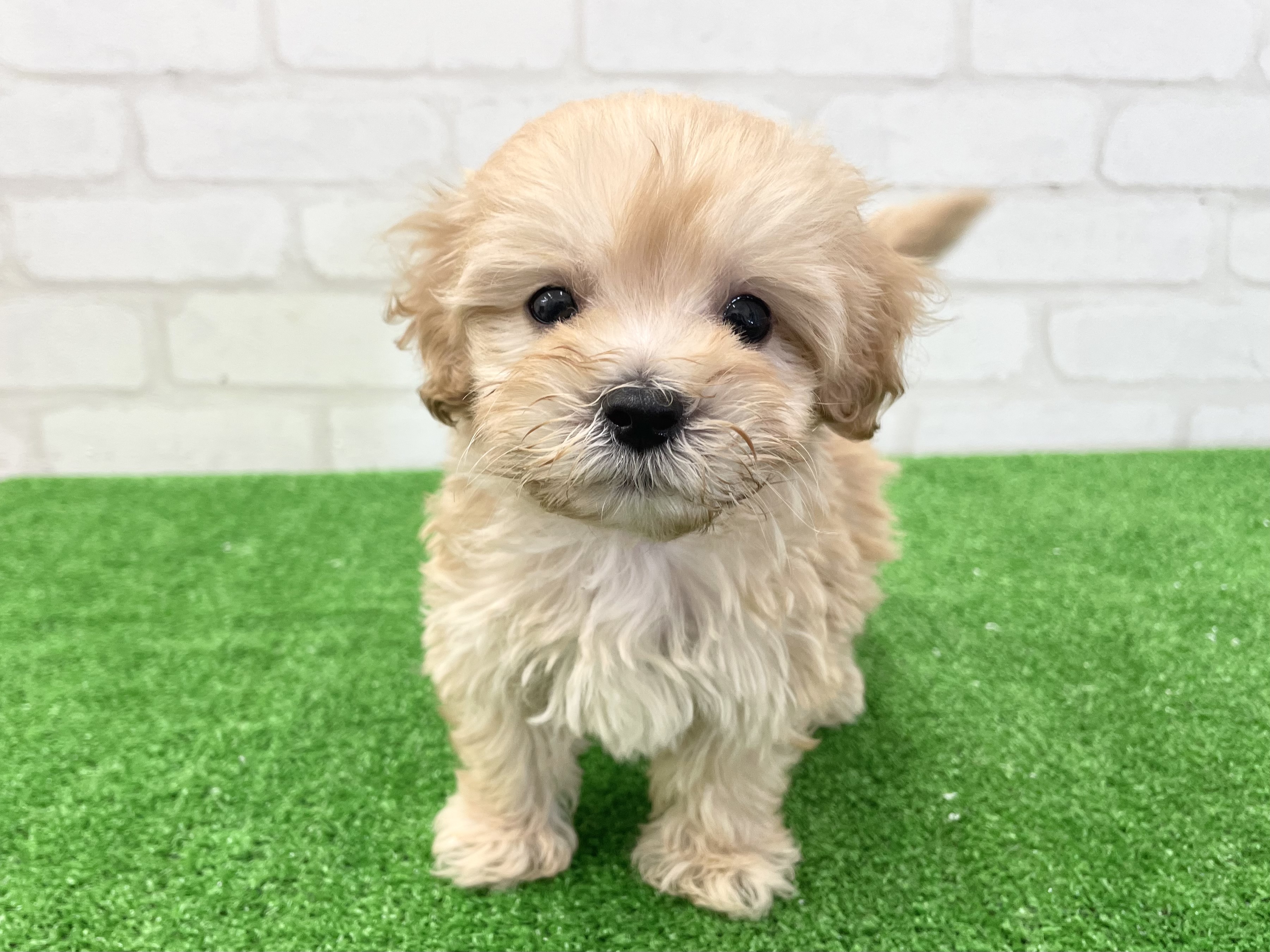 東京都のMIX犬　（父）マルチーズ、（母）トイプードル (かねだい立川店/2025年3月11日生まれ/男の子/アプリコット)の子犬