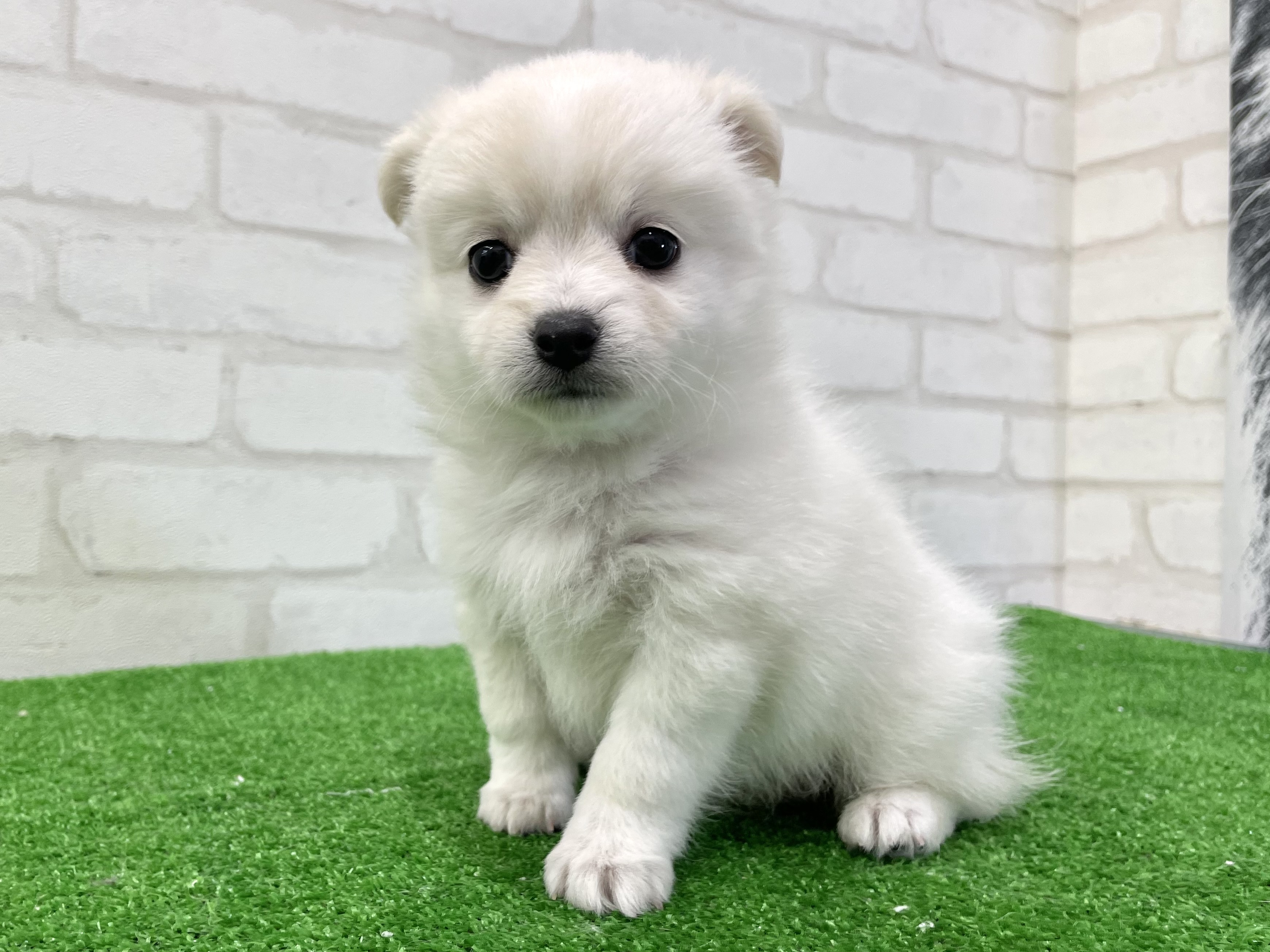 東京都のMIX犬　（父）ロングチワワ、（母）スピッツ (かねだい立川店/2025年3月12日生まれ/女の子/クリームホワイト)の子犬