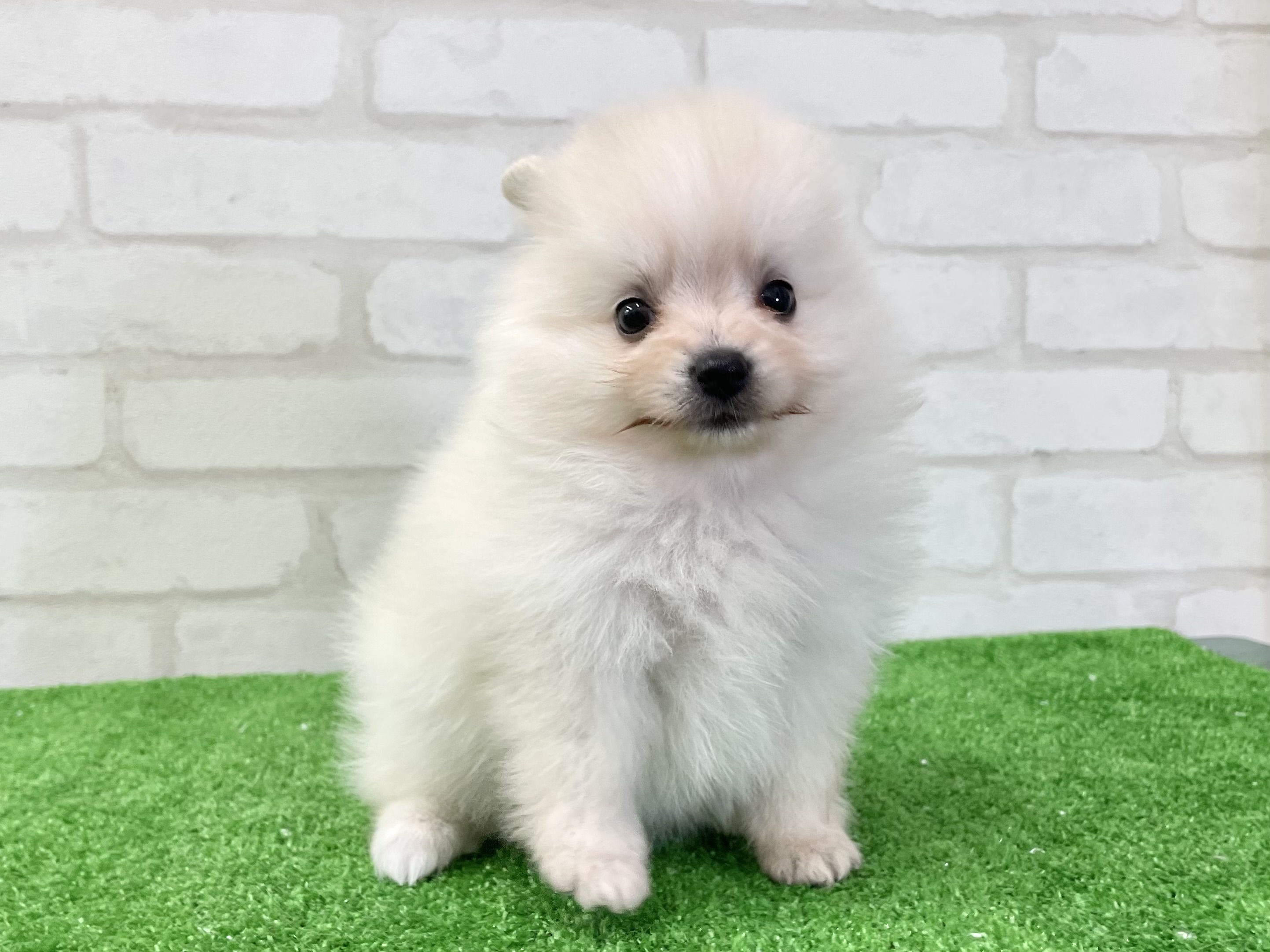 東京都のポメラニアン (かねだい立川店/2025年3月15日生まれ/女の子/クリーム)の子犬