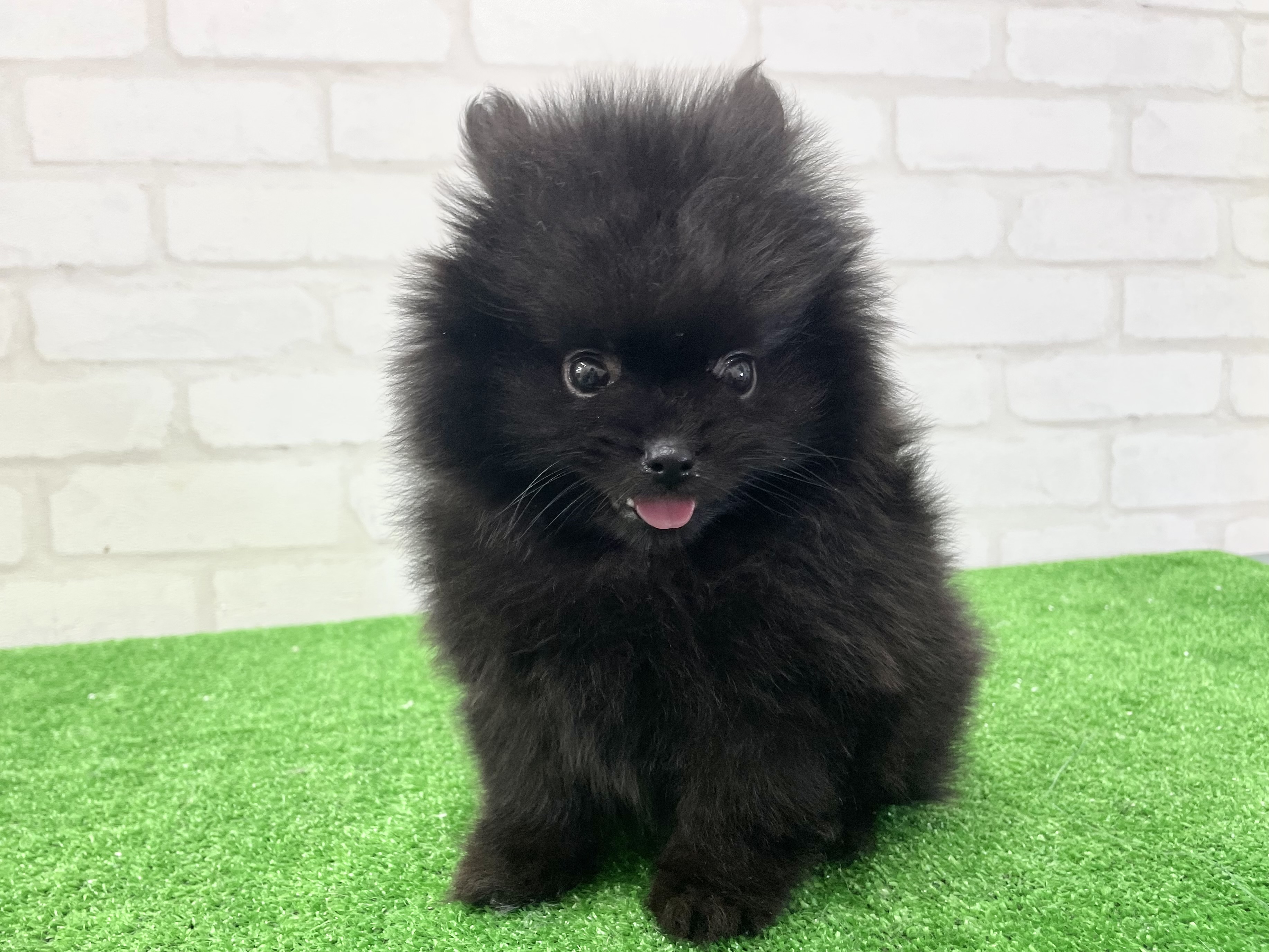 東京都のポメラニアン (かねだい立川店/2025年3月16日生まれ/男の子/ブラック)の子犬