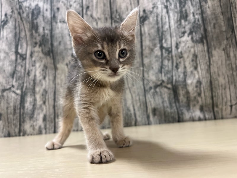 埼玉県のハーフ猫・ミックス猫 (かねだいアクアパーク店/2025年3月14日生まれ/女の子/その他色)の子猫