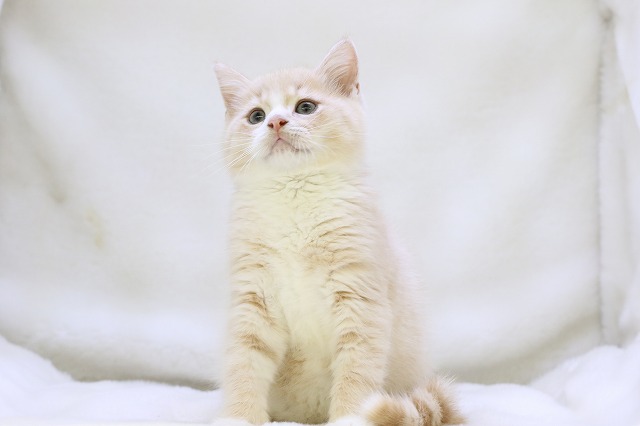 埼玉県のハーフ猫・ミックス猫 (かねだい草加店/2025年3月1日生まれ/男の子/クリームタビーホワイト)の子猫