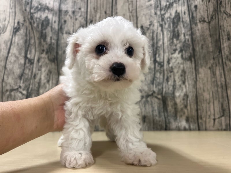 埼玉県のビションフリーゼ (かねだいアクアパーク店/2025年3月16日生まれ/女の子/ホワイト)の子犬