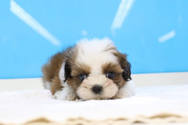 埼玉県のシーズー (かねだい草加店/2025年3月9日生まれ/男の子/ゴールドホワイト)の子犬