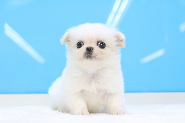 埼玉県の犬ハーフ (かねだい草加店/2025年3月15日生まれ/男の子/ホワイト)の子犬