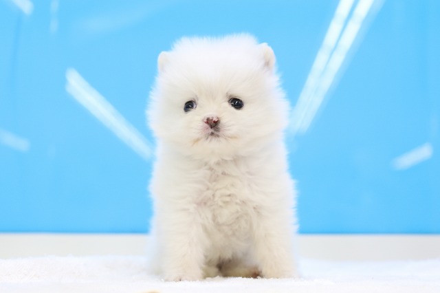 埼玉県のポメラニアン (かねだい草加店/2025年3月15日生まれ/男の子/クリーム)の子犬