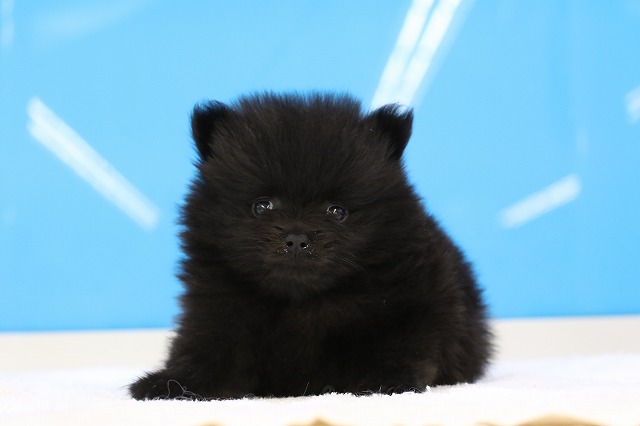 埼玉県のポメラニアン (かねだい草加店/2025年3月10日生まれ/男の子/ブラック)の子犬