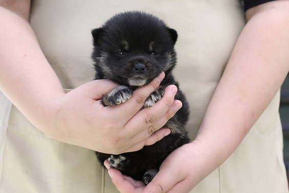 埼玉県の柴犬(標準サイズ) (かねだい草加店/2025年3月11日生まれ/女の子/黒)の子犬