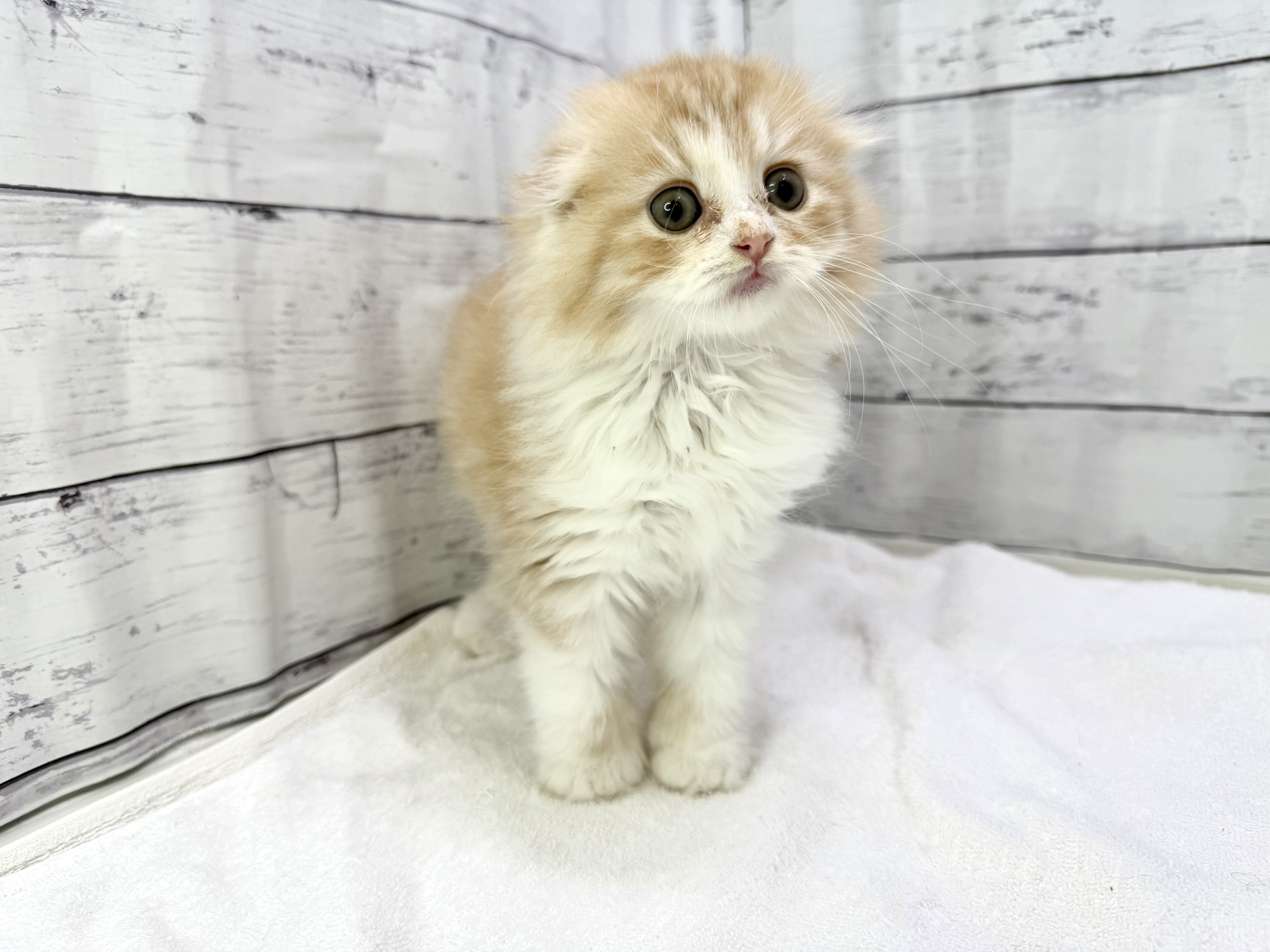 千葉県のマンチカン (かねだい千葉店/2025年3月6日生まれ/男の子/レッドタビーホワイト)の子猫