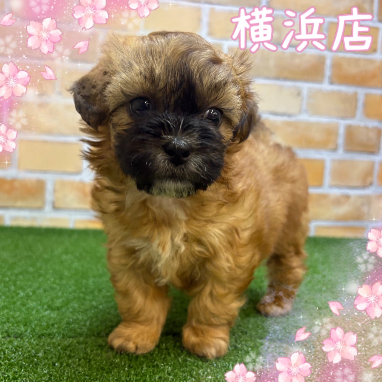 神奈川県のプーズー/プーシーズ(プードル×シーズー) (かねだい横浜店/2025年3月7日生まれ/女の子/ブラウン)の子犬