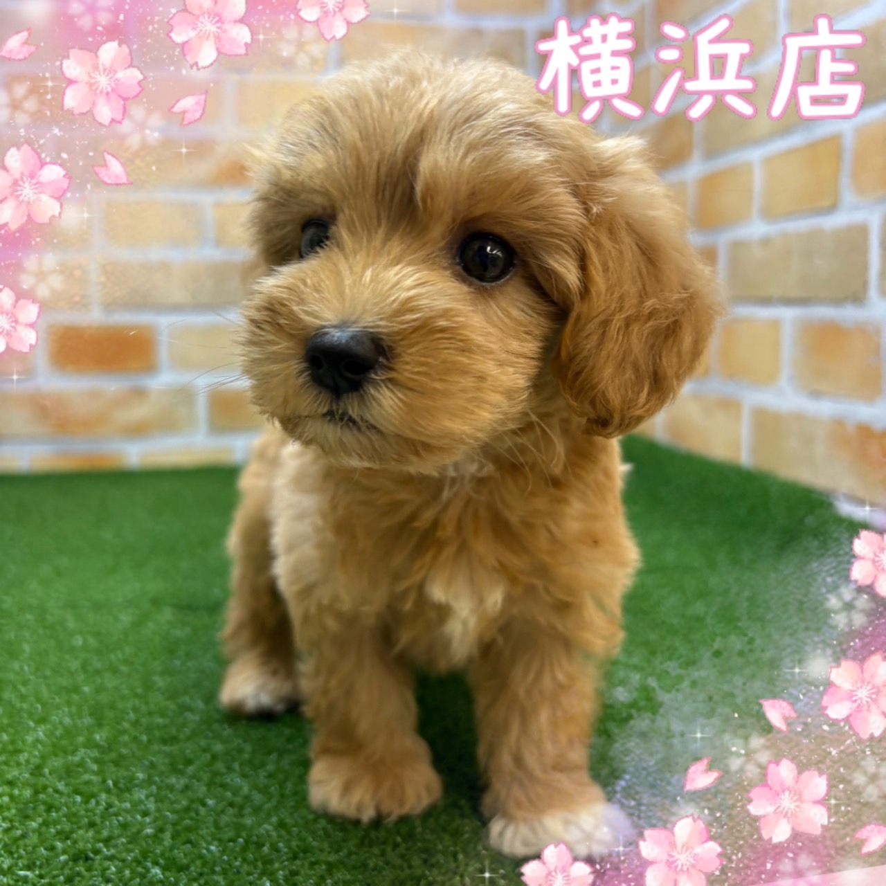 神奈川県のマルプー(マルチーズ×プードル) (かねだい横浜店/2025年3月1日生まれ/女の子/アプリコット)の子犬