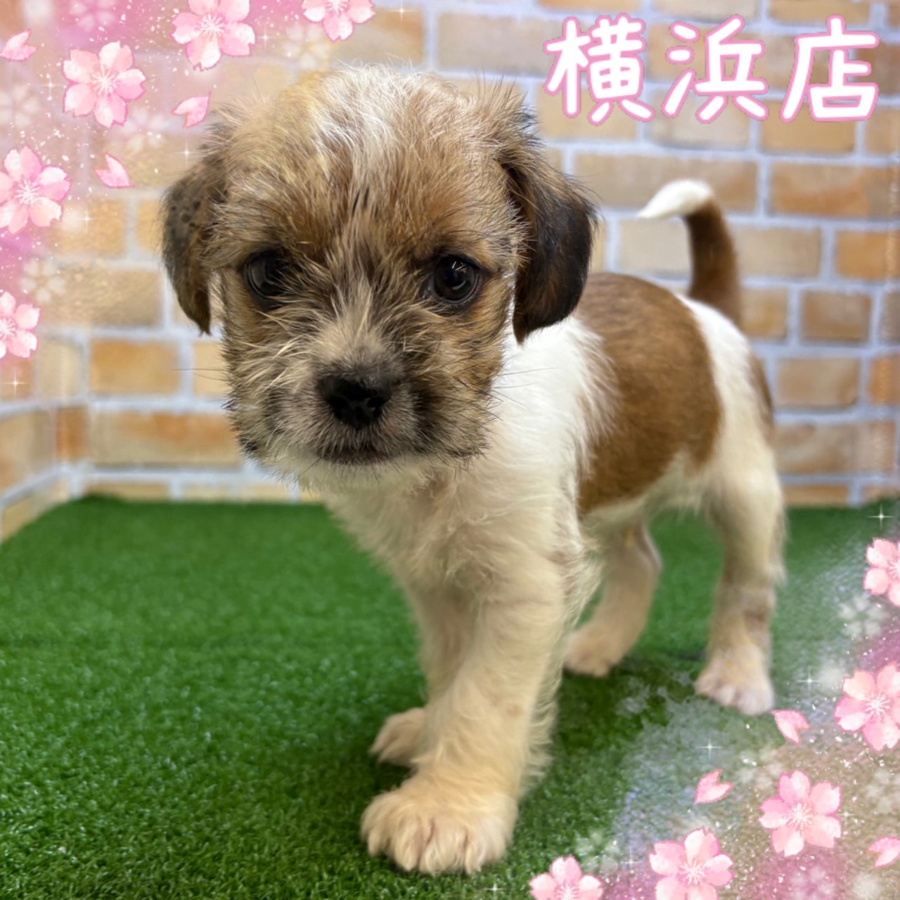 神奈川県のハーフ犬・ミックス犬 (かねだい横浜店/2025年3月8日生まれ/男の子/ホワイトゴールド)の子犬