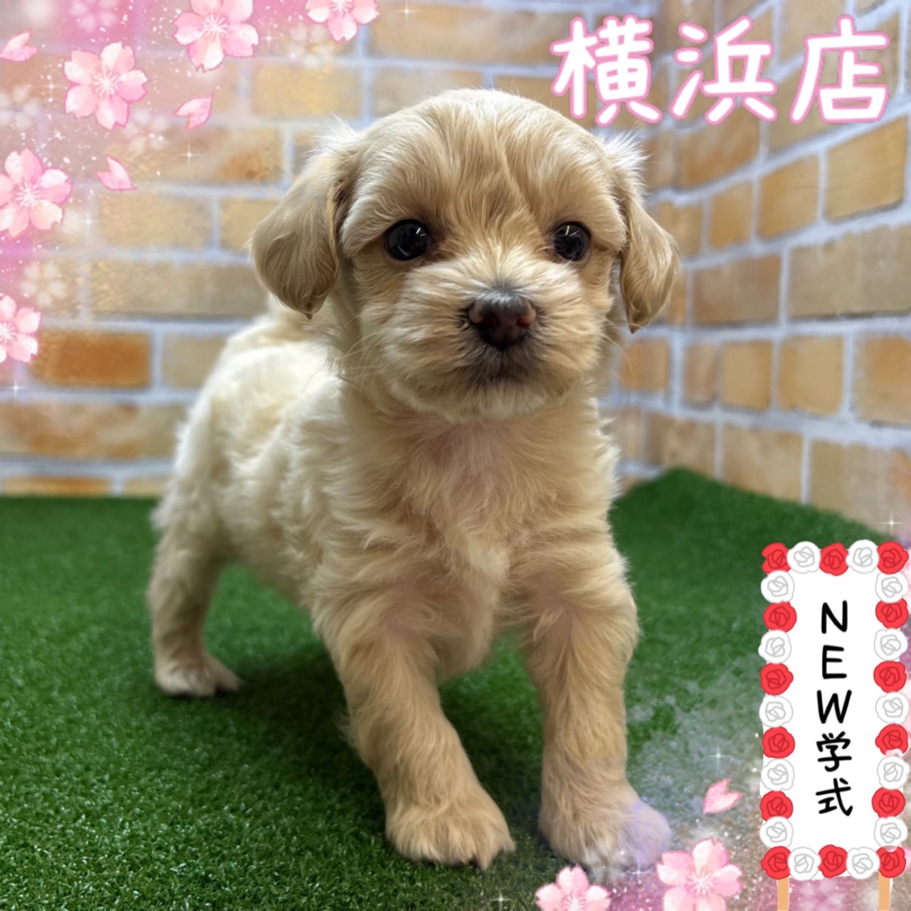 神奈川県のマルプー(マルチーズ×プードル) (かねだい横浜店/2025年3月15日生まれ/女の子/クリーム)の子犬